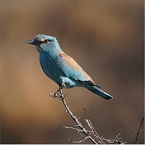 Beautiful, natural G lens bokeh